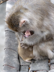 Similar image 21770554