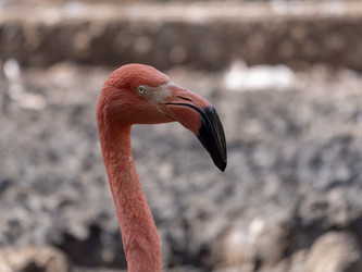 Similar image 21770761