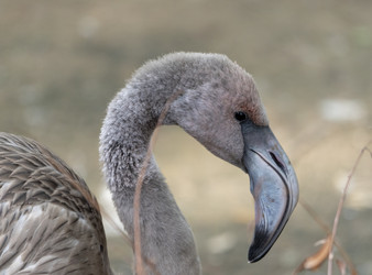 Similar image 21770782