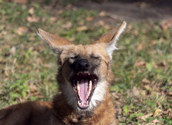 Similar image 21770785