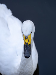 Similar image 21771015