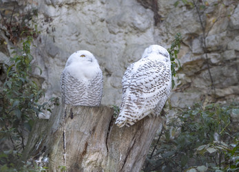 Similar image 21769929