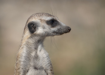 Similar image 21770183