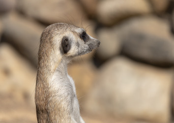 Similar image 21770187