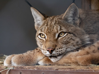 Similar image 21770190