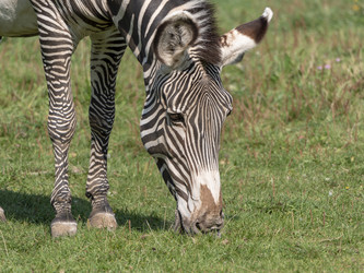 Similar image 21770210