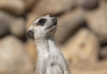 Similar image 21770212