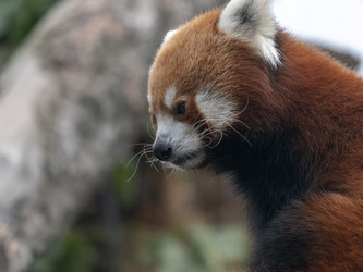 Similar image 21770217