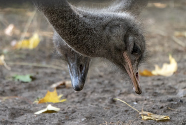 Similar image 21770366