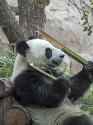 Similar image 21770368