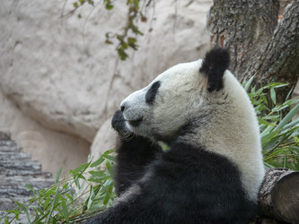 Similar image 21770372