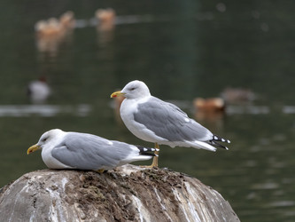 Similar image 21770375