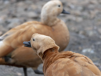 Similar image 21770377