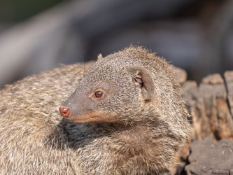 Similar image 21770589