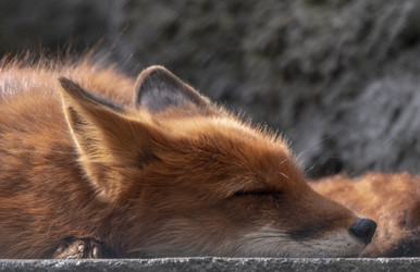 Similar image 21770811