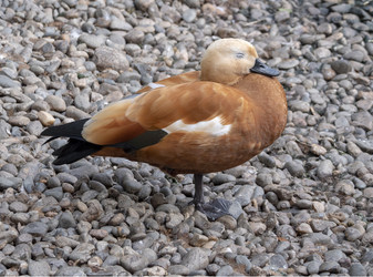 Similar image 21771018