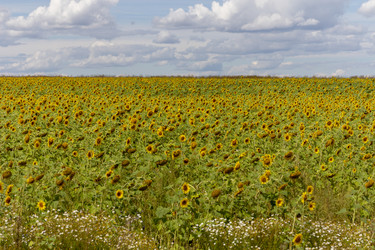 Similar image 21770826