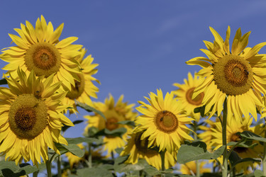 Similar image 21771052