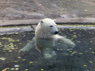 Similar image 21770431