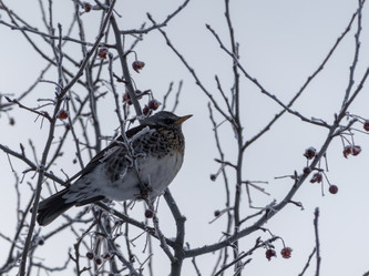 Similar image 21771294