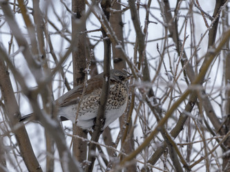 Similar image 21771295