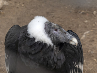 Similar image 21770644