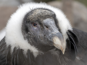 Similar image 21770645