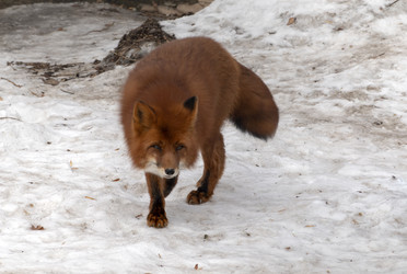 Similar image 21770653