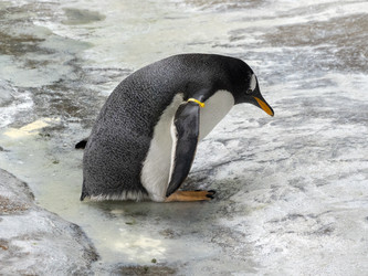 Similar image 21770835