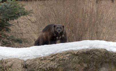 Similar image 21771076