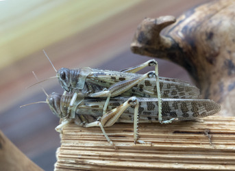 Similar image 21771093