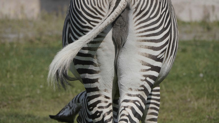 Similar image 21770854