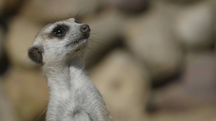 Similar image 21771096