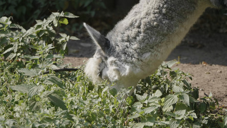 Similar image 21770281