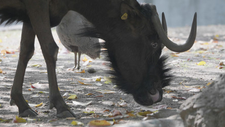 Similar image 21770282