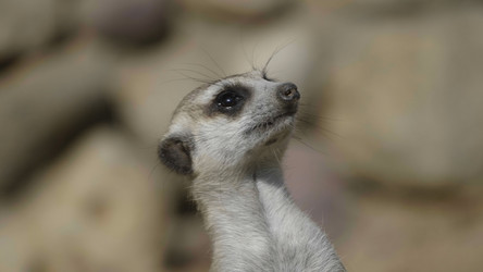 Similar image 21770468