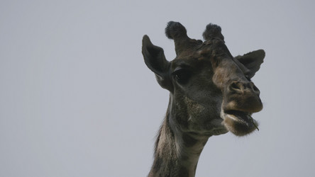 Similar image 21770472