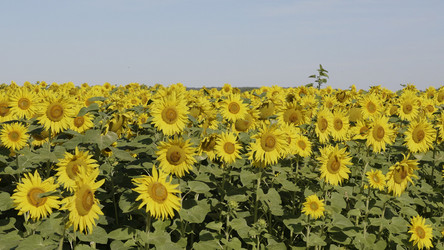 Similar image 21770488