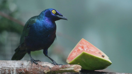 Similar image 21771356