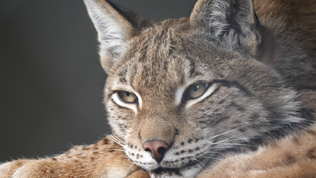 Similar image 21770313