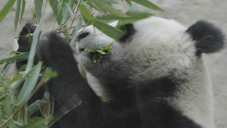 Similar image 21770504