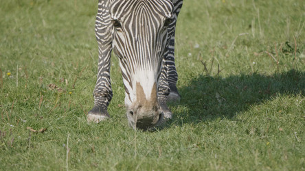 Similar image 21770711