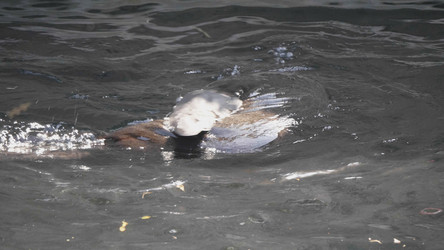 Similar image 21770917