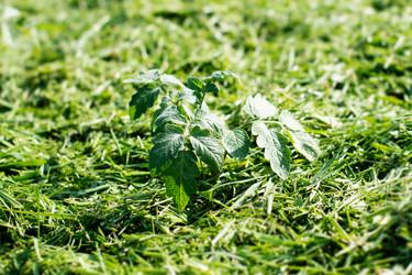 Similar image 21767418