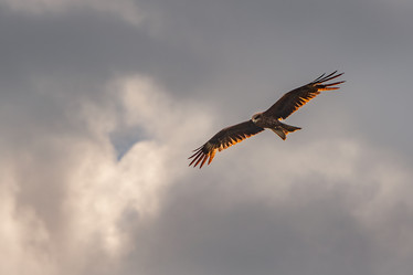 Similar image 21770037