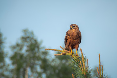 Similar image 21770038