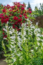 Similar image 21767513