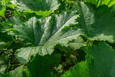 Similar image 21767529