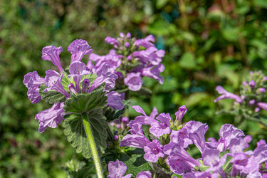 Similar image 21767531