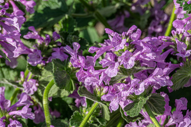 Similar image 21767532